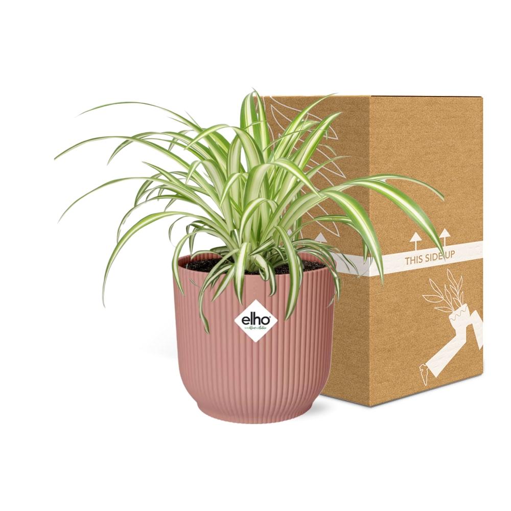 Chlorophytum comosum variegatum in Vaso ELHO Vibes Fold, Rosa, Ø14cm - ↕15cm