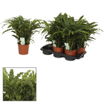 Load image into Gallery viewer, Calathea ornata 'Bluegrass' - Ø17cm - ↕65cm
