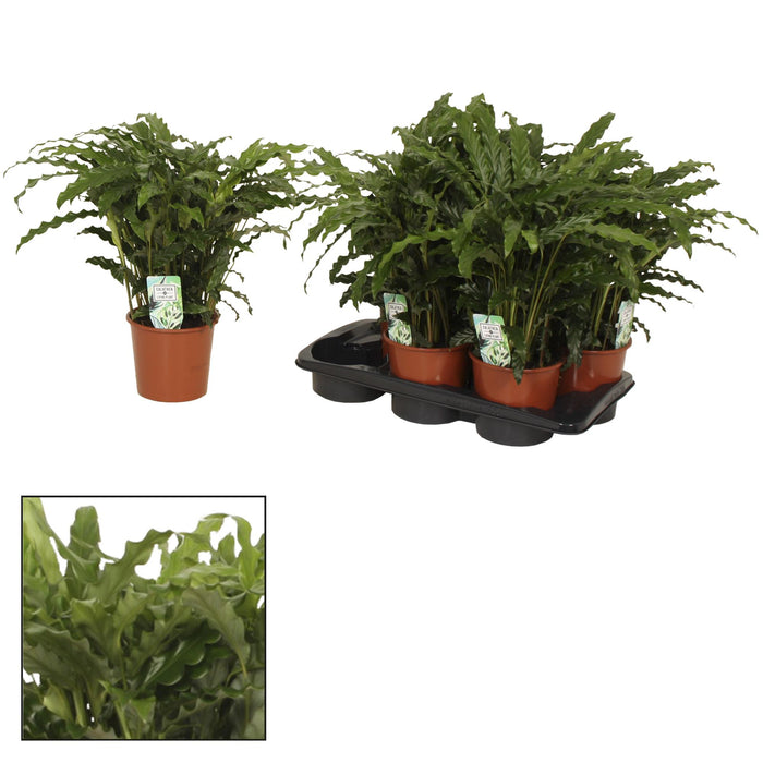Calathea ornata 'Bluegrass' - Ø17cm - ↕65cm