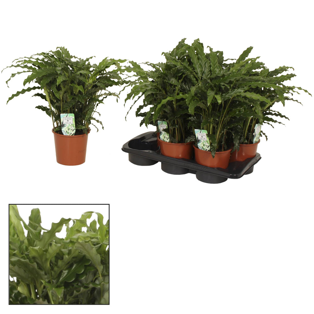 Calathea ornata 'Bluegrass' - Ø17cm - ↕65cm