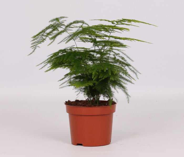 Asparagus setaceus - Ø12cm - ↕28cm