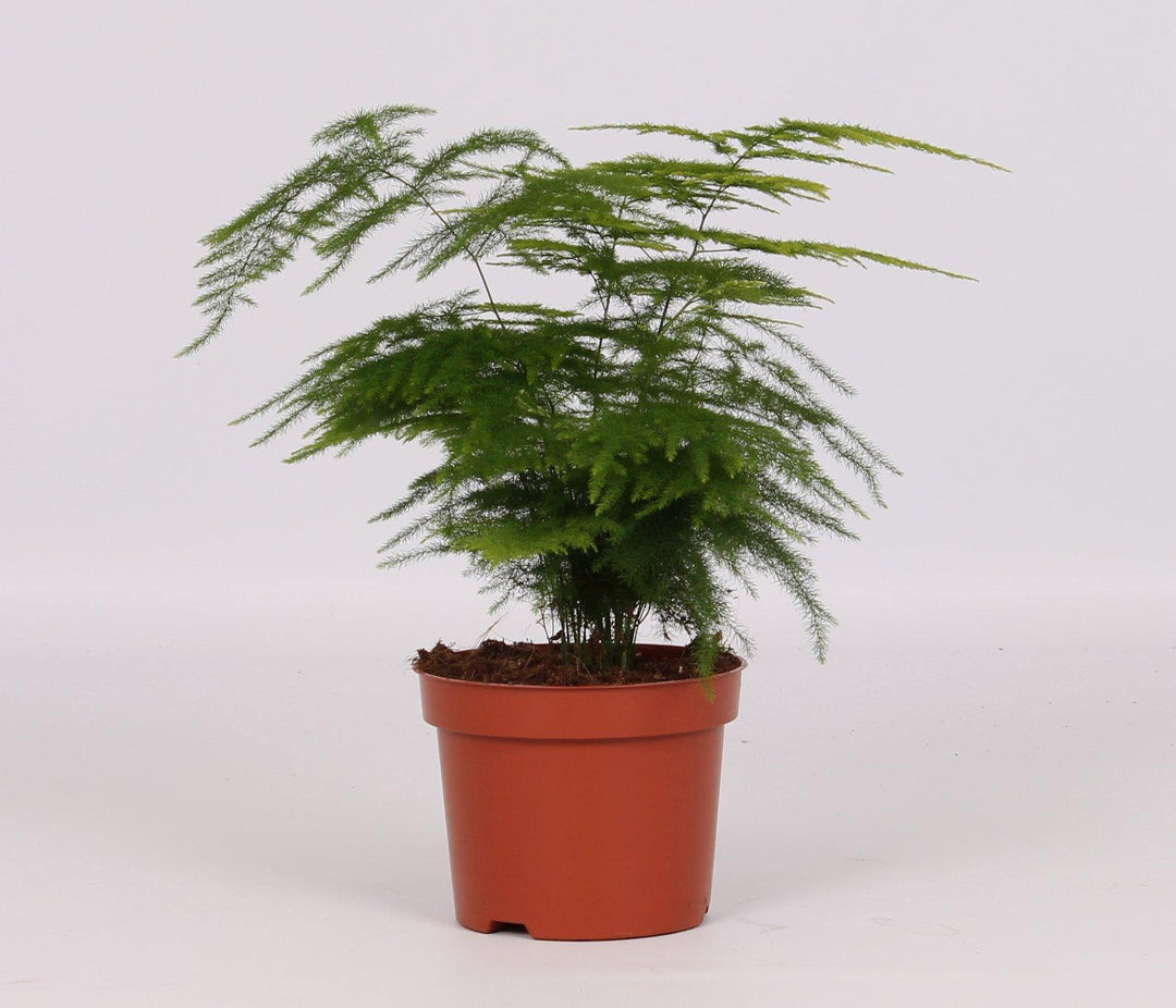 Asparagus setaceus - Ø12cm - ↕28cm