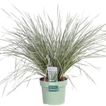 Load image into Gallery viewer, Lomandra longifolia &#39;White Sands&#39; - Ø19cm - ↕40cm
