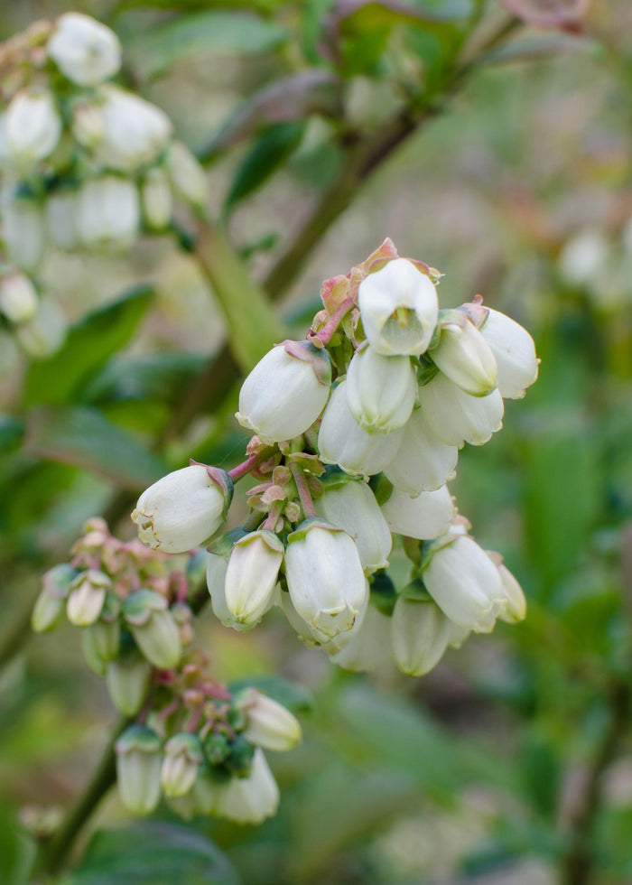 Vaccinium corymbosum 'Reka' - 5 pieces - ↨45cm - Ø13