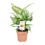 Load image into Gallery viewer, Dieffenbachia seguine &#39;Compacta&#39; - Ø17cm - ↕45cm
