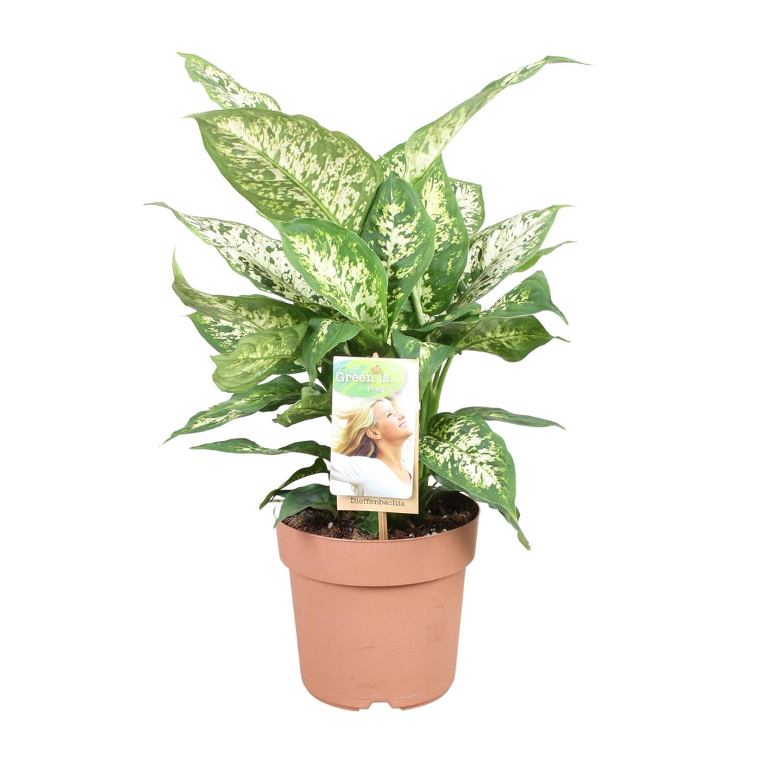 Dieffenbachia seguine 'Compacta' - Ø17cm - ↕45cm