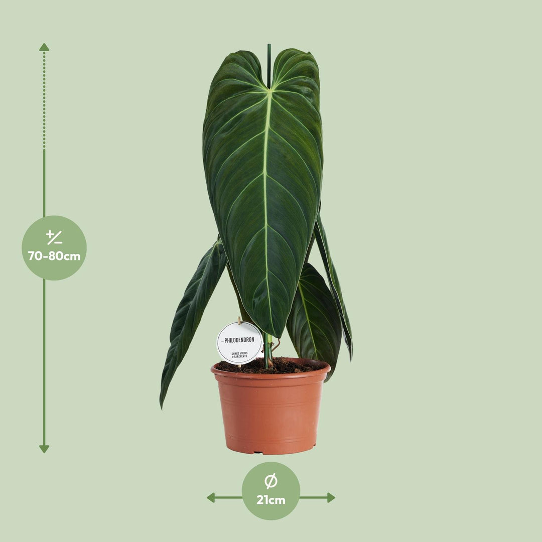 Philodendron melanochrysum - Ø21cm - ↕75cm
