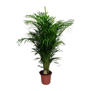 Dypsis lutescens - Ø24cm - ↕125cm
