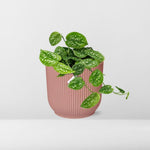 Load image into Gallery viewer, Scindapsus pictus ‘Argyraeus’ in ELHO Vibes Fold Pot, Pink, ø14cm ↕15cm