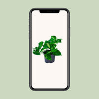 Epipremnum aureum  - Ø12cm - ↕20cm