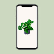 Epipremnum aureum  - Ø12cm - ↕20cm