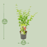 Acer palmatum 'Going Green' - Ø19cm - ↕50cm