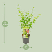 Acer palmatum 'Going Green' - Ø19cm - ↕50cm