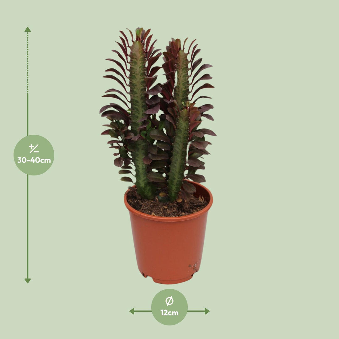 Euphorbia trigona 'Rubra' - Ø12cm - ↕40cm