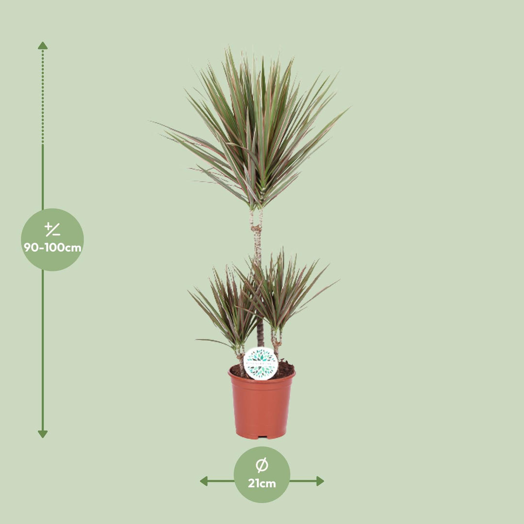 Dracaena marginata Bicolor - Ø21cm - ↕95cm