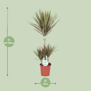 Dracaena marginata Bicolor - Ø21cm - ↕95cm
