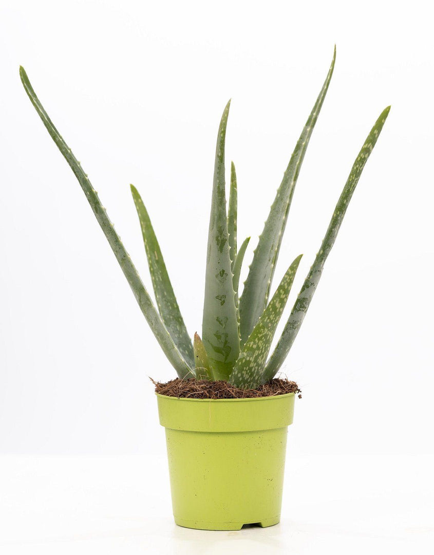 Aloe vera - Ø12cm - ↕40cm