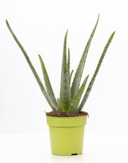 Aloe vera - Ø12cm - ↕40cm