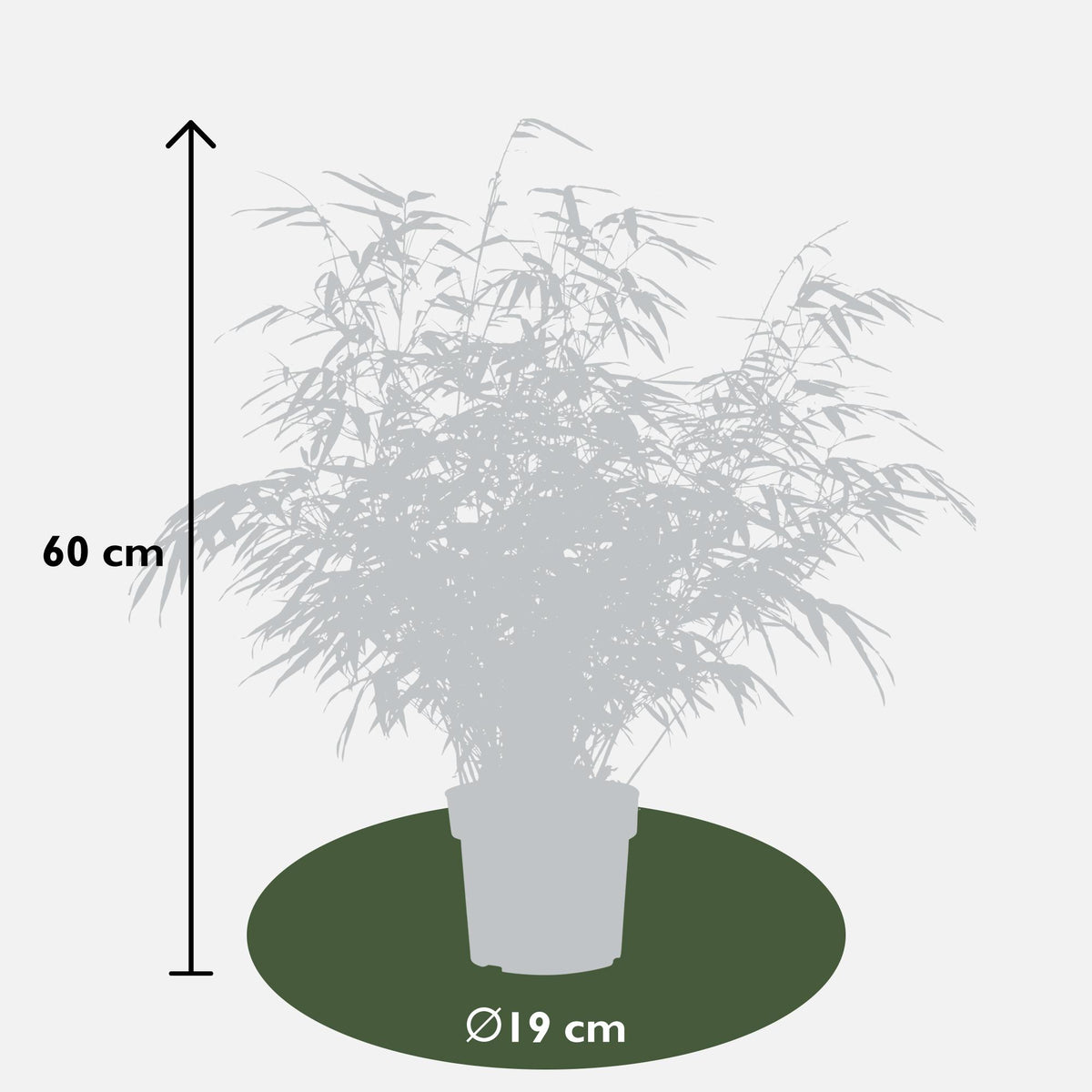 Fargesia rufa (Bambù) - Ø19cm ↨60cm
