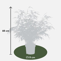 Fargesia rufa (Bambù) - Ø19cm ↨60cm