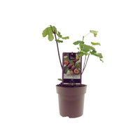 Ficus Bornholm - Ø15cm - ↕40cm