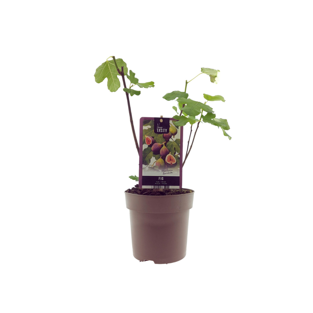 Ficus Bornholm - Ø15cm - ↕40cm