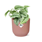 Load image into Gallery viewer, Scindapsus pictus ‘Trebie’ in ELHO Vibes Fold Pot, Pink, ø14cm ↕15cm