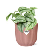 Scindapsus pictus ‘Trebie’ in ELHO Vibes Fold Pot, Pink, ø14cm ↕15cm