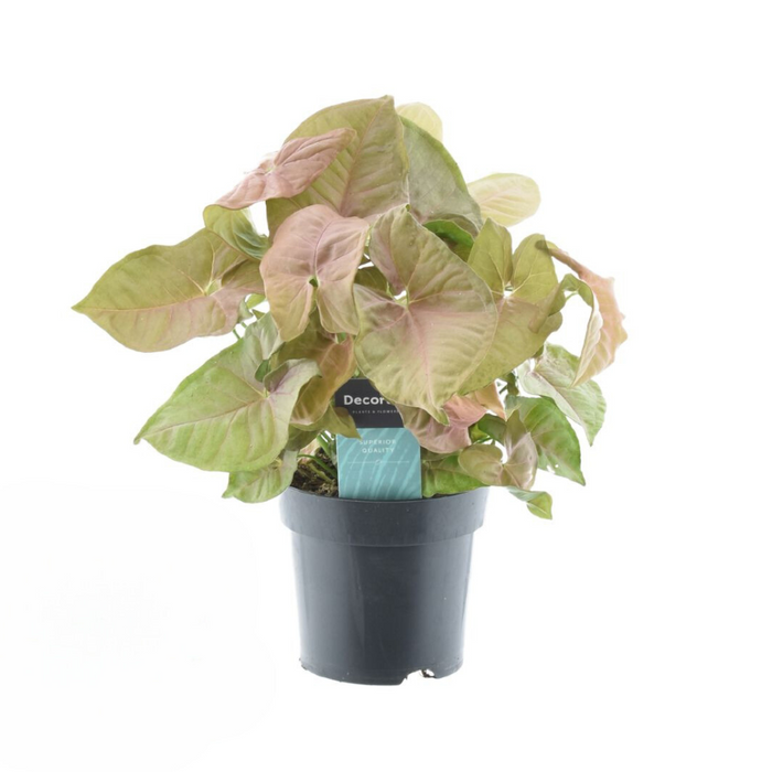 Syngonium podophyllum 'Red Heart’ - Ø14cm - ↕30cm
