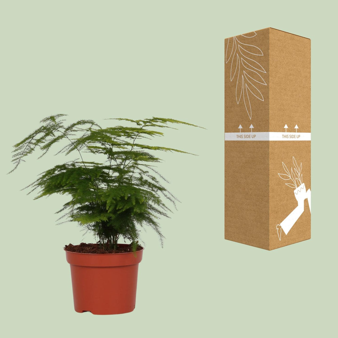Asparagus setaceus - Ø12cm - ↕35cm