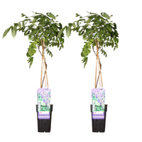 Glicine cinese 'Prolific' - 2 pezzi - ↨65cm - Ø15