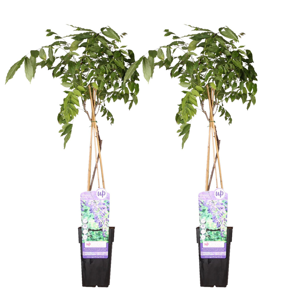 Wisteria sinensis 'Prolific' - 2 pieces - ↨65cm - Ø15