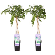 Wisteria sinensis 'Prolific' - 2 pieces - ↨65cm - Ø15