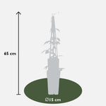 Load image into Gallery viewer, Clematis montana &#39;Grandiflora&#39; - Ø15 - ↨65cm
