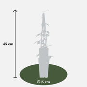 Clematis montana 'Grandiflora' - Ø15 - ↨65cm