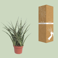 Sansevieria trifasciata 'Fernwood Punk' - Ø12cm - ↕35cm