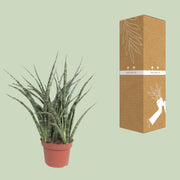 Sansevieria trifasciata 'Fernwood Punk' - Ø12cm - ↕35cm