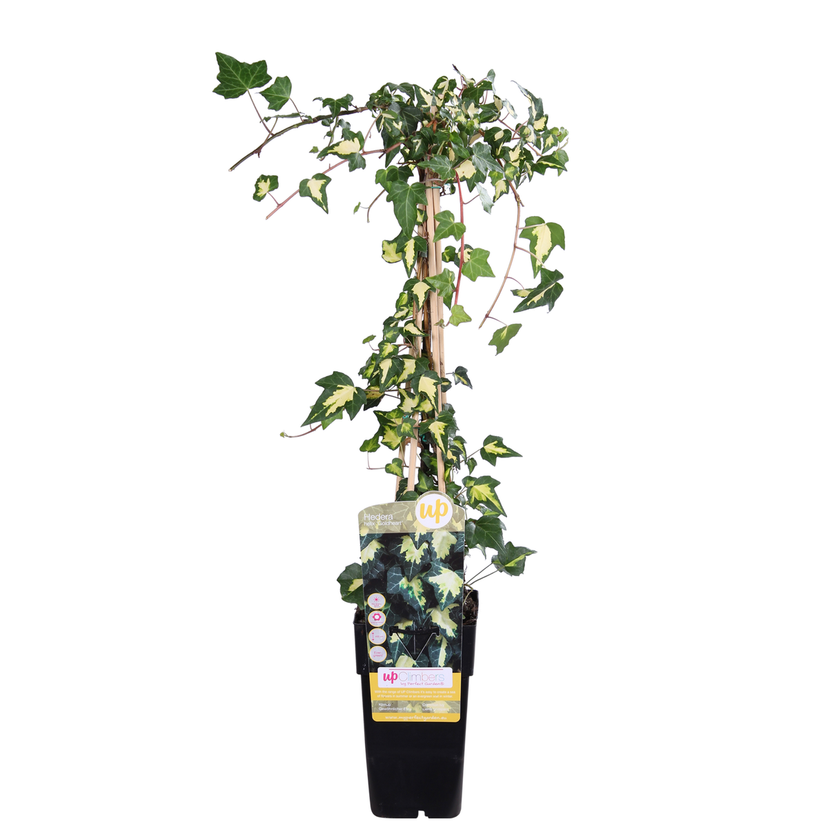 Hedera colchica (Persian Ivy) 'Dentata Variegata' - Ø15cm - ↕65cm