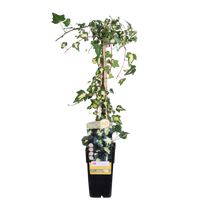 Hedera colchica (Persian Ivy) 'Dentata Variegata' - Ø15cm - ↕65cm