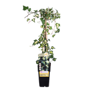 Hedera colchica 'Dentata Variegata' - Ø15cm - ↕65cm