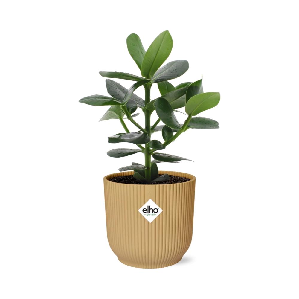 Clusia rosea 'Princess' in ELHO Vibes Fold, Yellow, Ø14cm ↕25cm