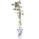 Load image into Gallery viewer, Rosa &#39;Crazy in love&#39;, Vanilla - 3 pieces - ↨65cm - Ø15
