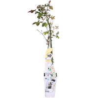 Rosa 'Crazy in love', Bianco Vaniglia - 3 piante - Ø15cm - ↕65cm