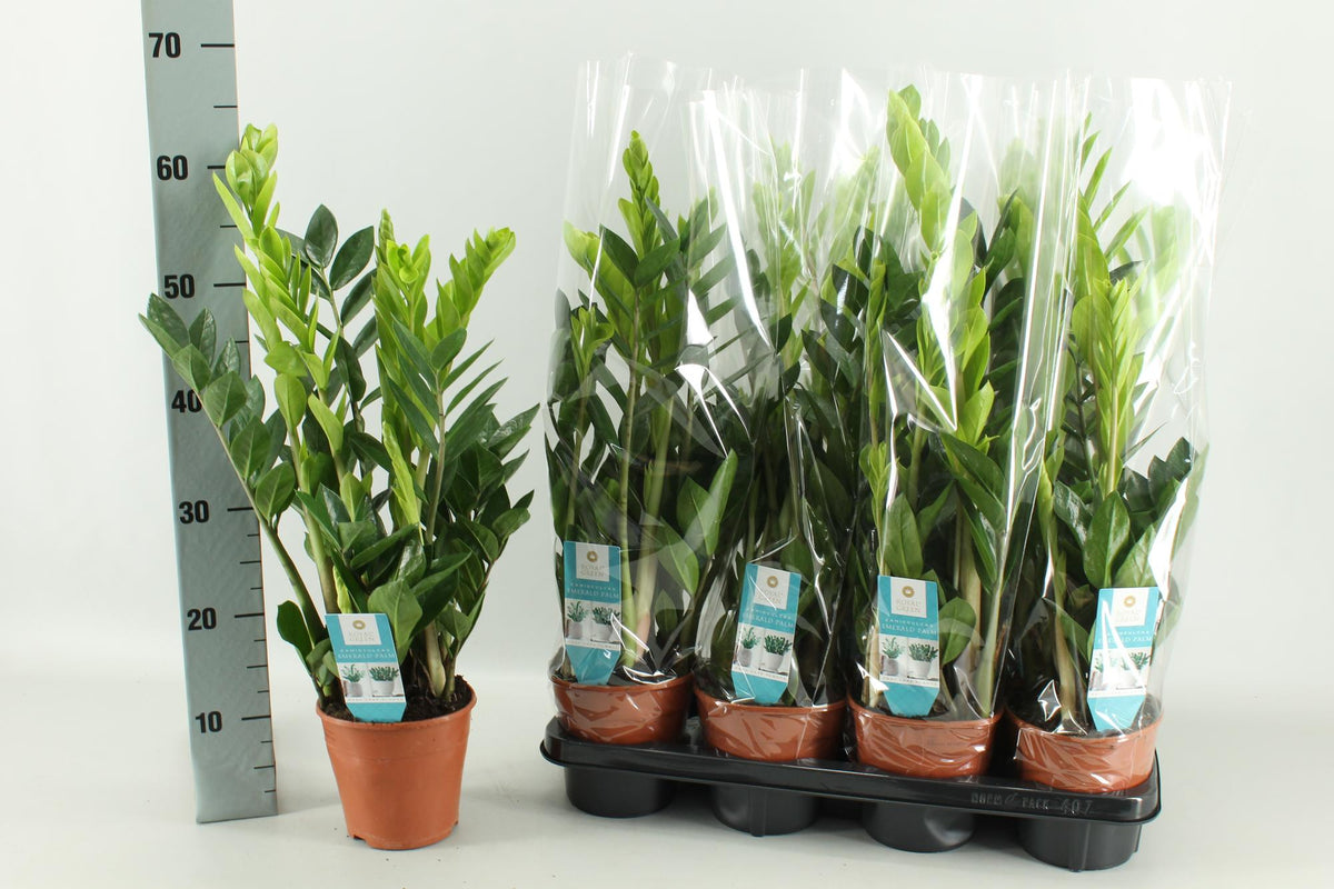 Zamioculcas zamiifolia - Ø14cm - ↕65cm