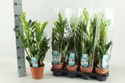 Zamioculcas zamiifolia - Ø14cm - ↕65cm