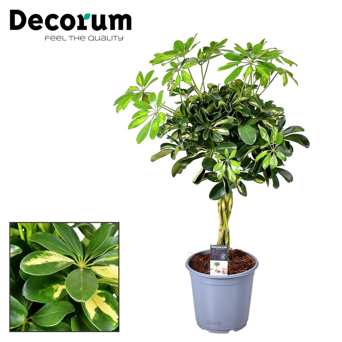Schefflera arboricola 'Gold Capella' - Ø21cm - ↕75cm