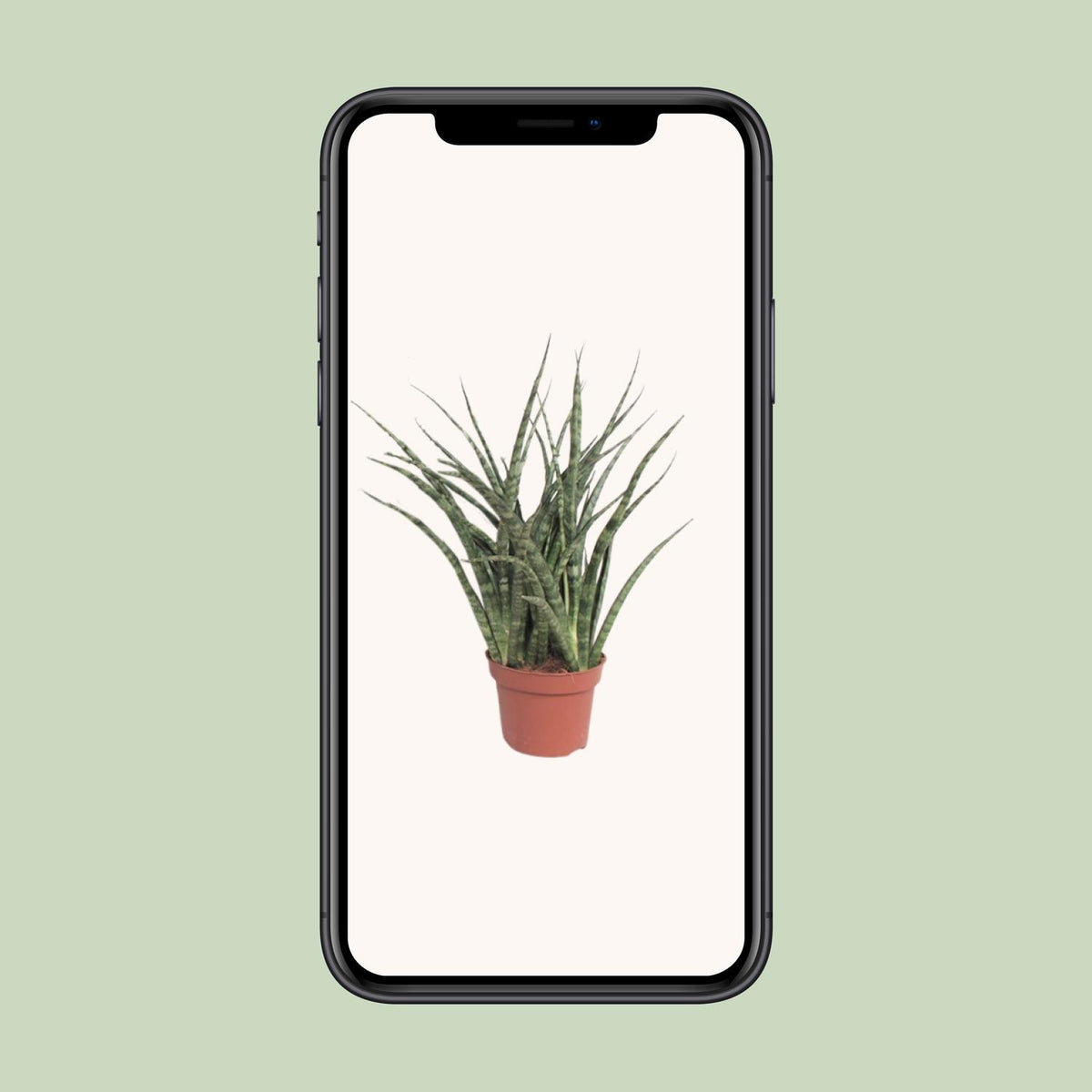 Sansevieria trifasciata 'Fernwood Punk' - Ø12cm - ↕35cm