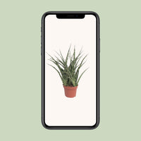 Sansevieria trifasciata 'Fernwood Punk' - Ø12cm - ↕35cm