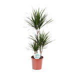 Load image into Gallery viewer, Dracaena Marginata - Ø21cm - ↕115cm

