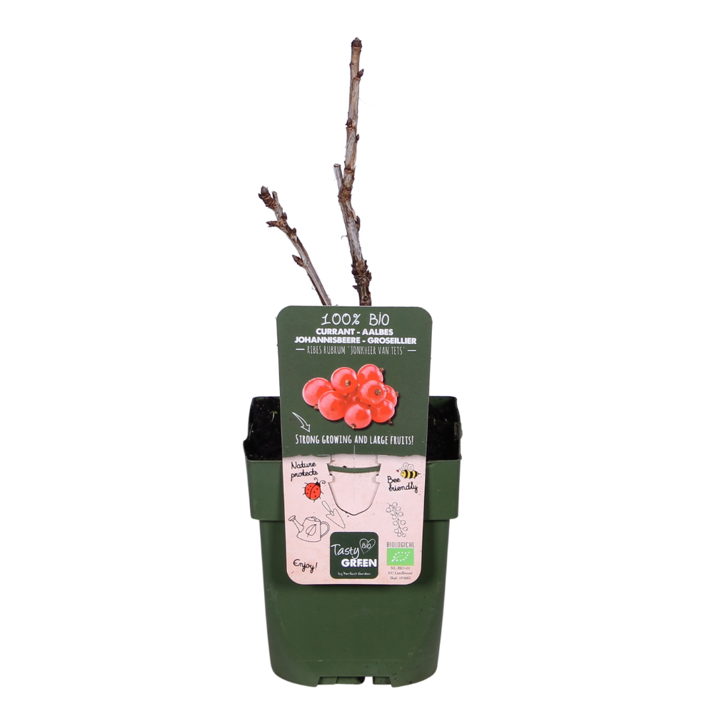 Ribes rubrum 'Jonkheer van Tets' (Ribes Rosso) - Ø13cm - ↕45cm